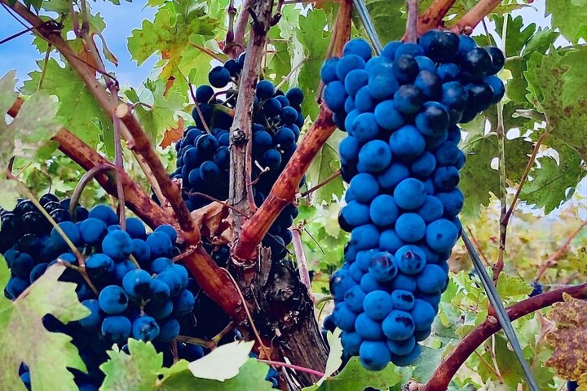 a bunch of blue grapes hanging from a tree
