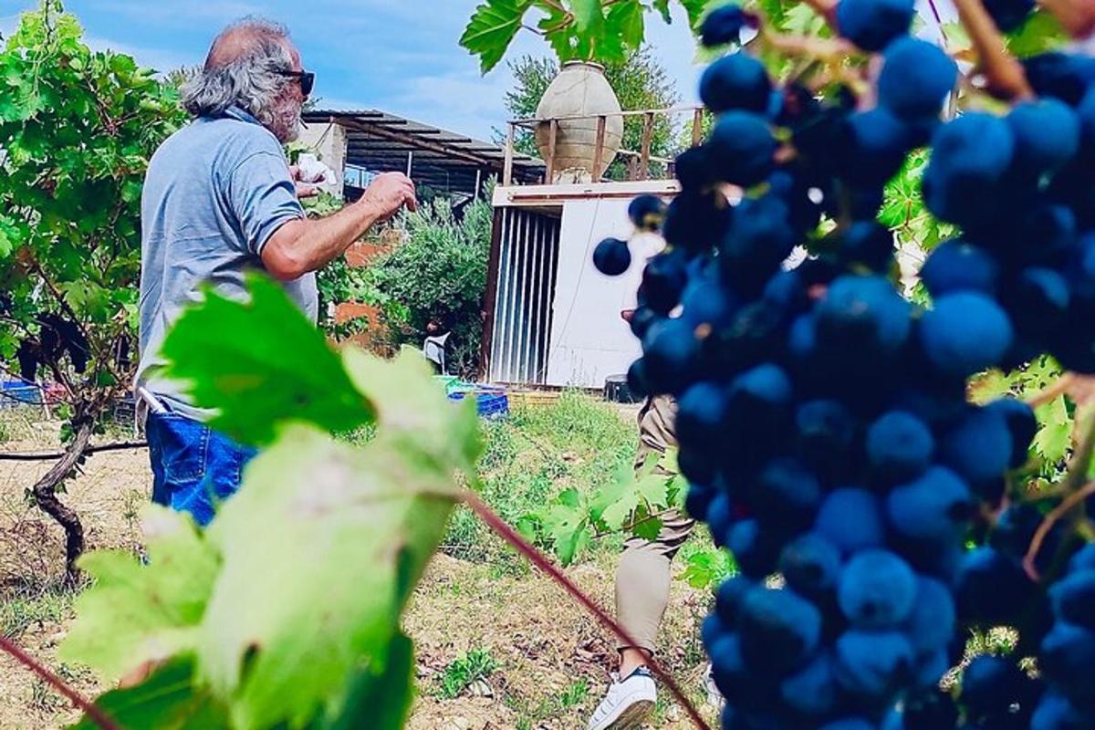 a man is picking blueberries from a tree
