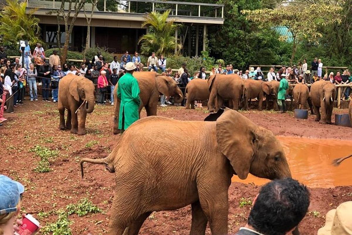 sekumpulan gajah berdiri di hadapan orang ramai
