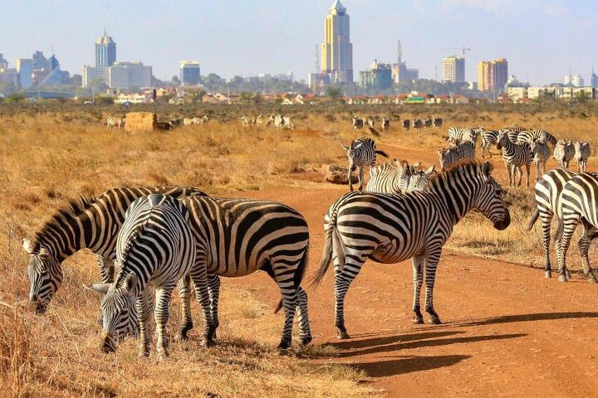 sekumpulan zebra berdiri di atas jalan tanah