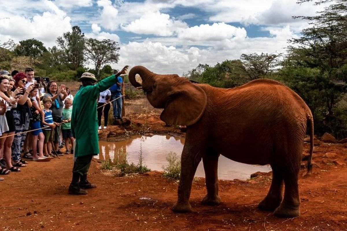 seorang lelaki memberi makan anak gajah oleh sekumpulan orang