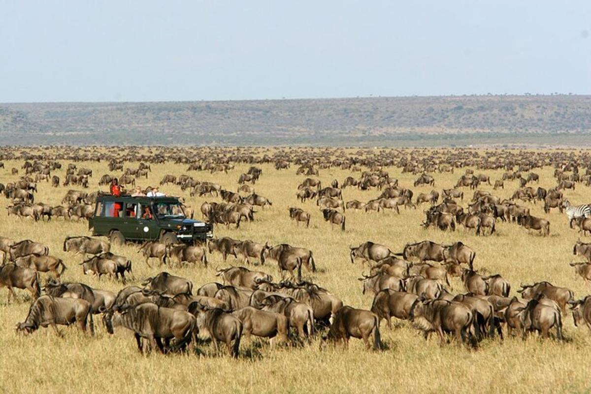 un grand troupeau d'animaux sauvages dans un champ