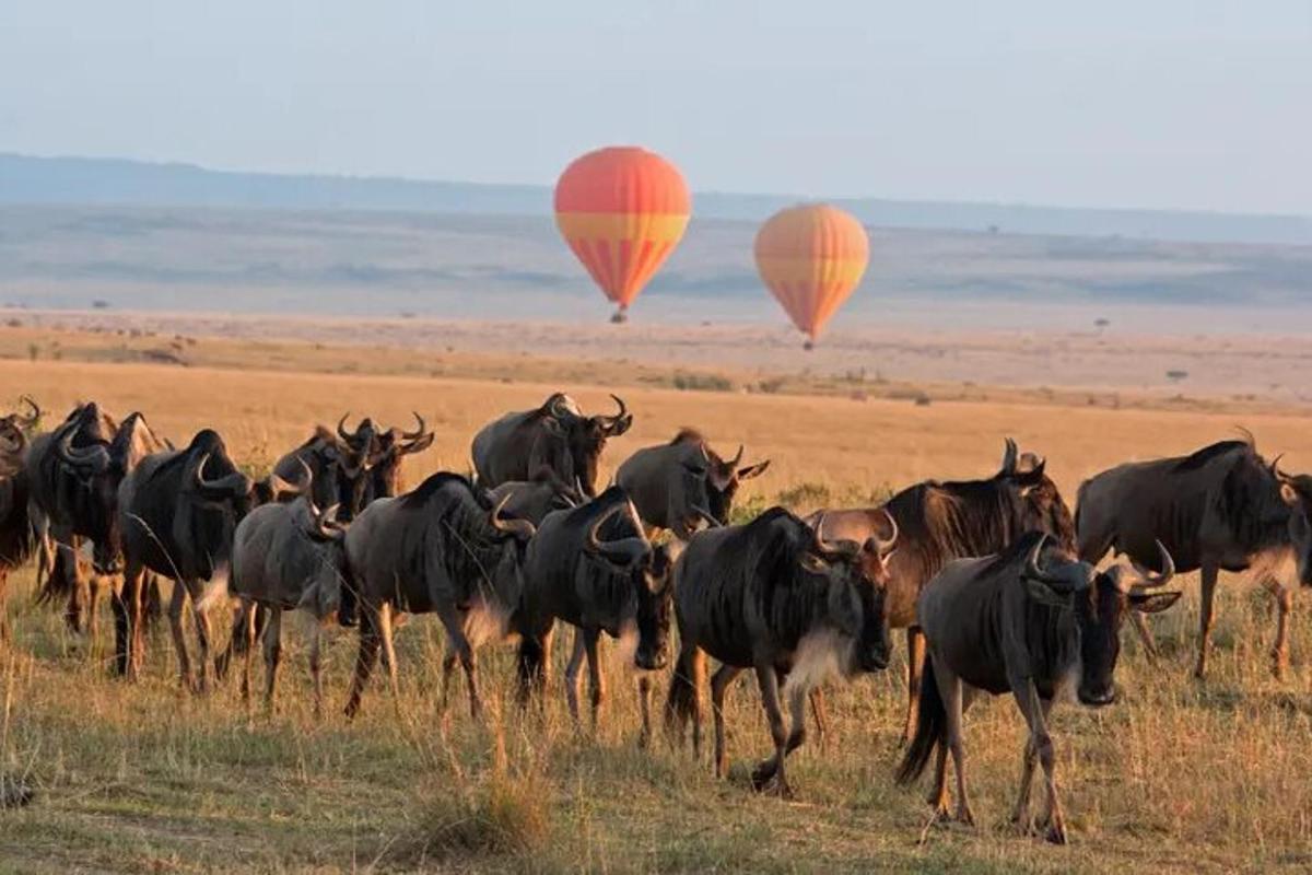 un ramat de bestiar corrent en un camp amb globus aerostàtics