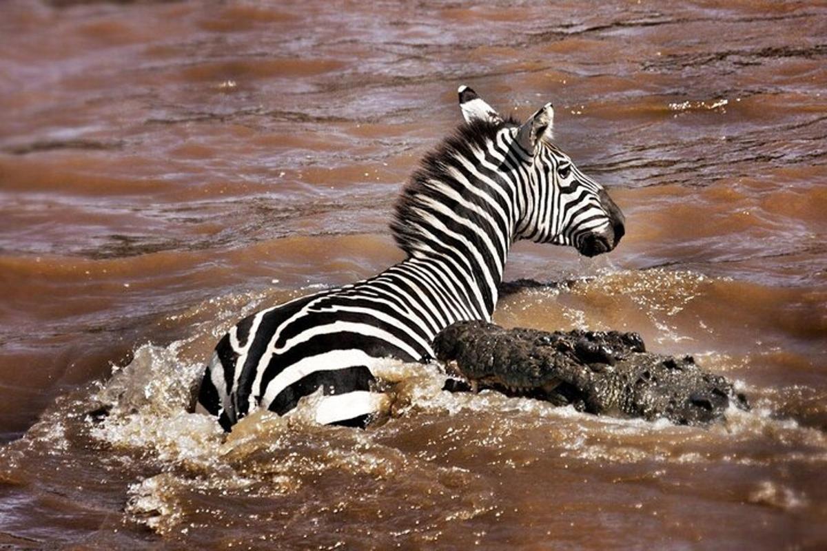 una zebra nedant a l'aigua del riu
