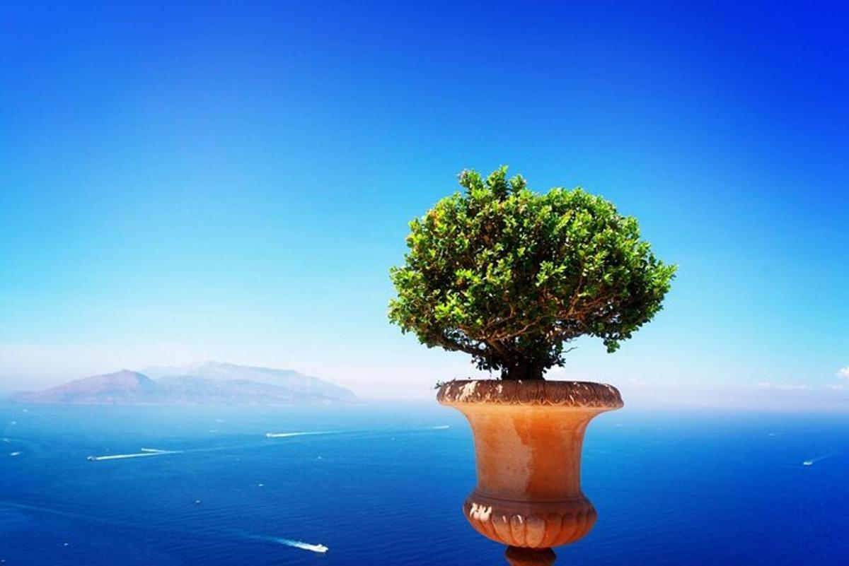 pokok yang duduk di atas air