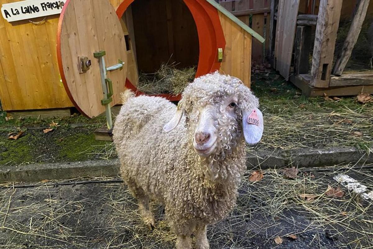 a sheep standing on the ground in a barn
