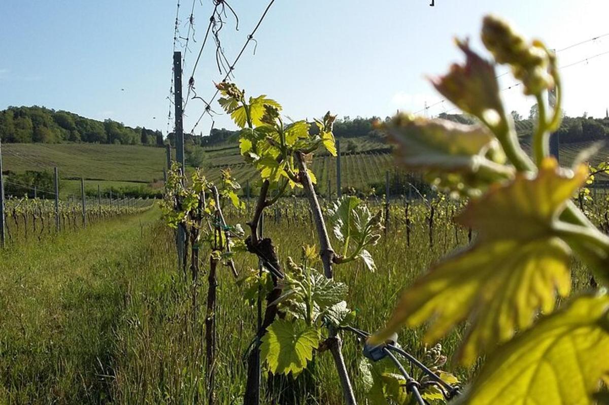 polje trave s ogradom i cvijećem