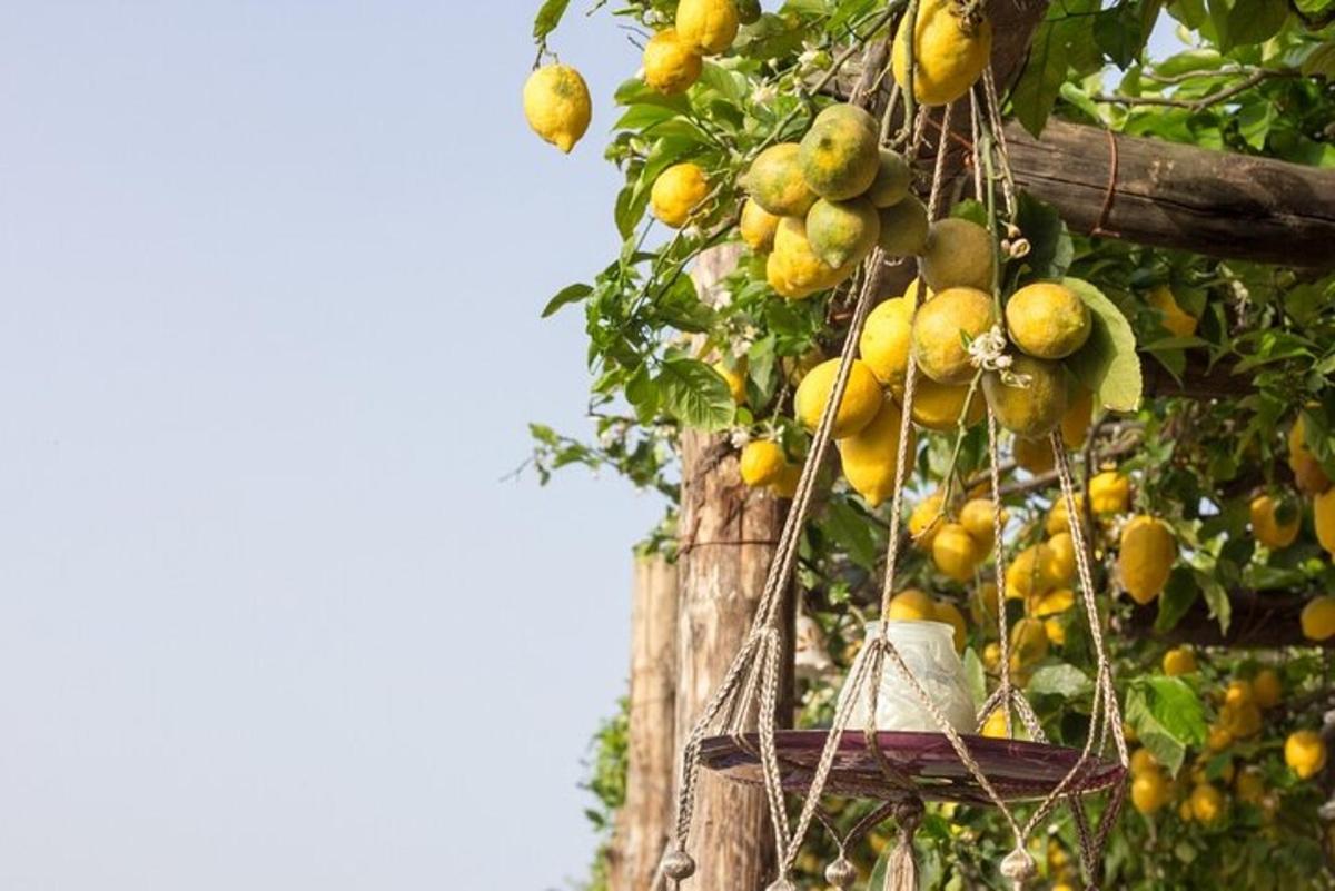 sekumpulan buah yang tergantung pada pokok