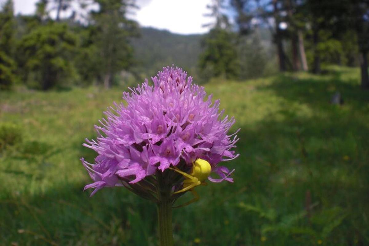un fiore viola in mezzo a un campo