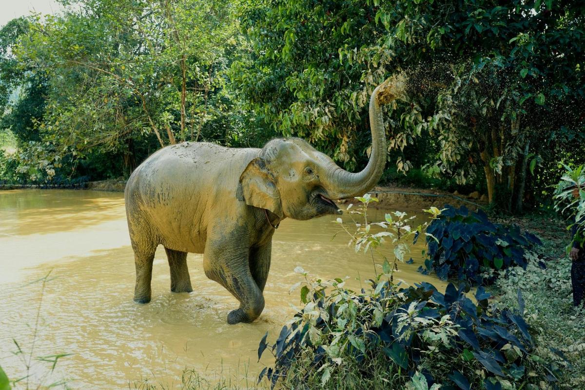 Un elefante parado en el agua con su trompa en el aire.