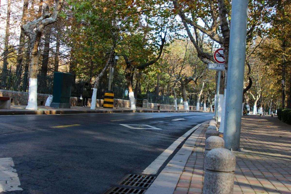 空荡荡的街道，路边有树