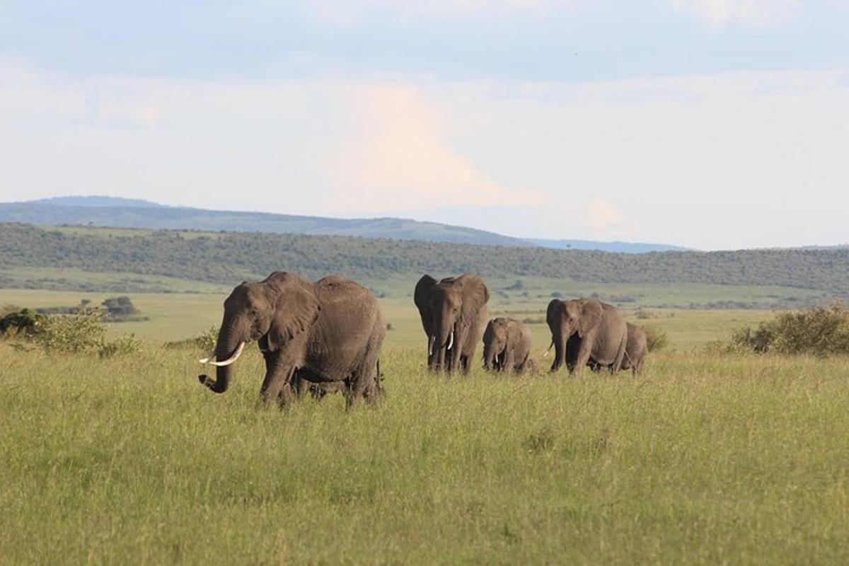un ramat d'elefants caminant per un camp