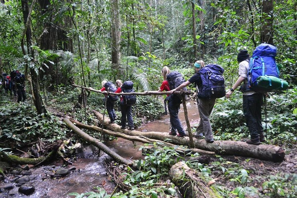 a group of people crossing a log bridge in the forest