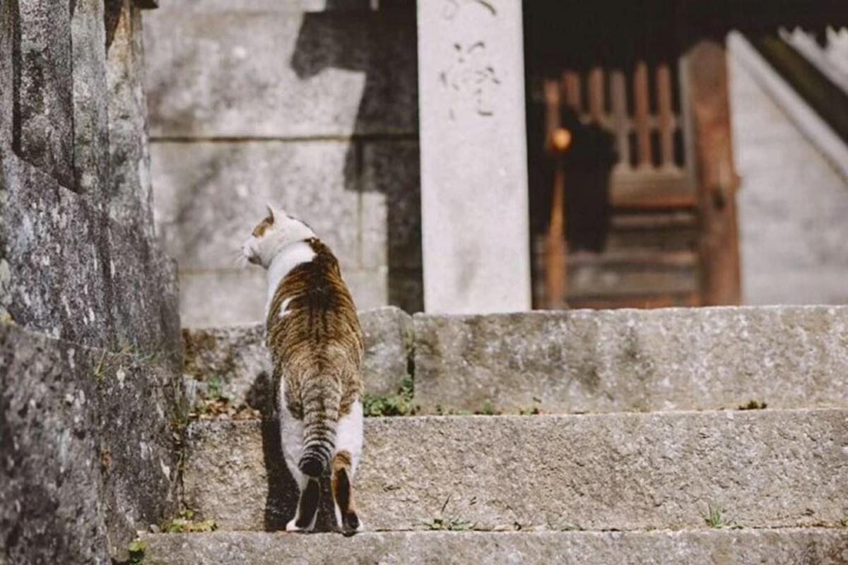 a cat walking up some stairs in front of a building