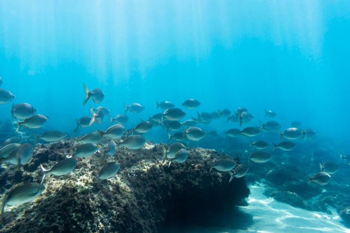 skupina ryb plavajících v oceánu
