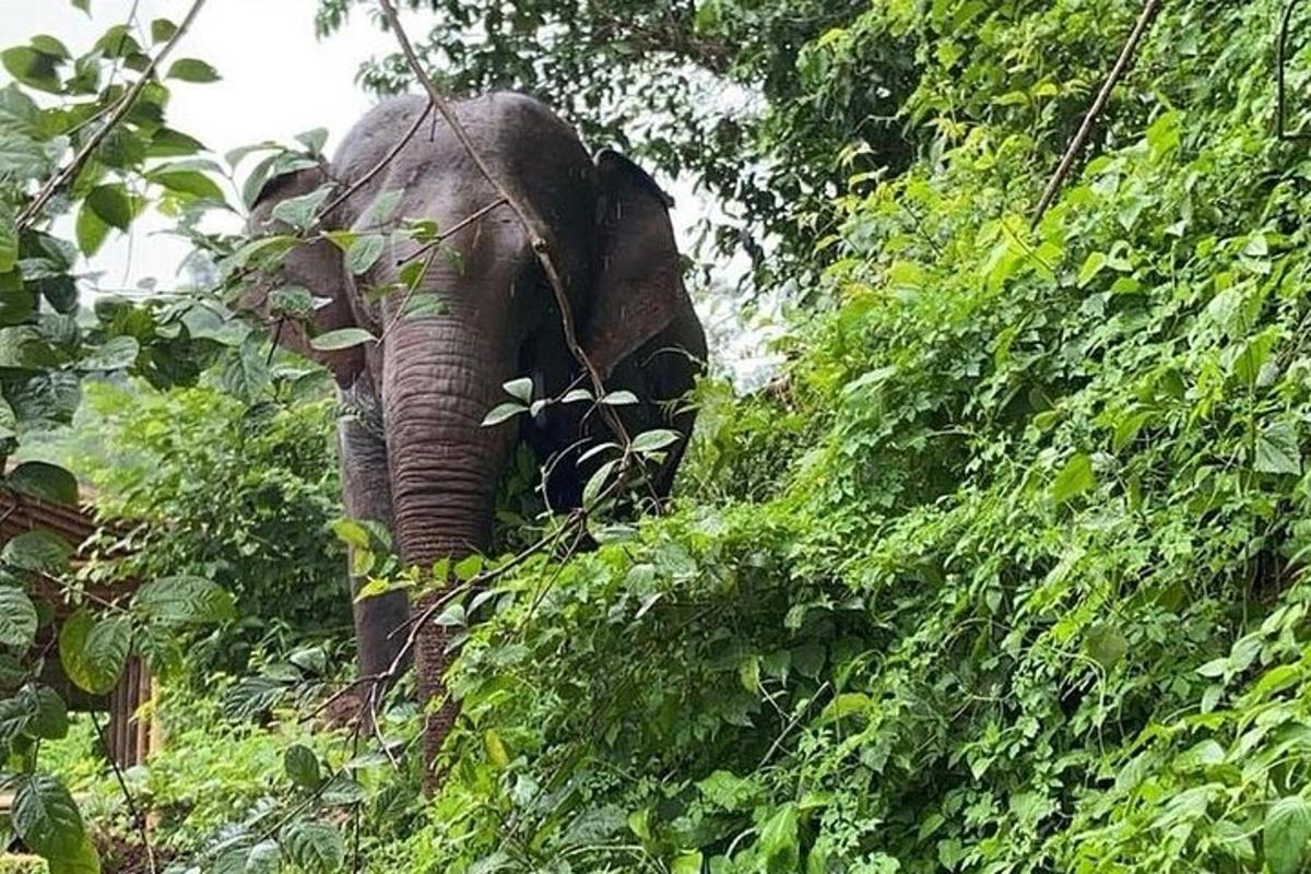 un elefante sta camminando tra i cespugli