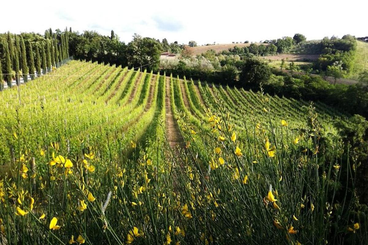 un campo di erba verde con fiori gialli e alberi
