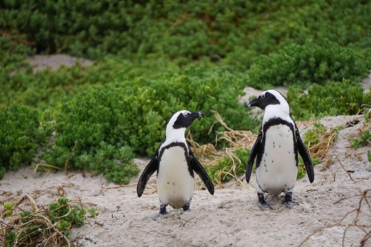 two black and white penguins standing on a beach