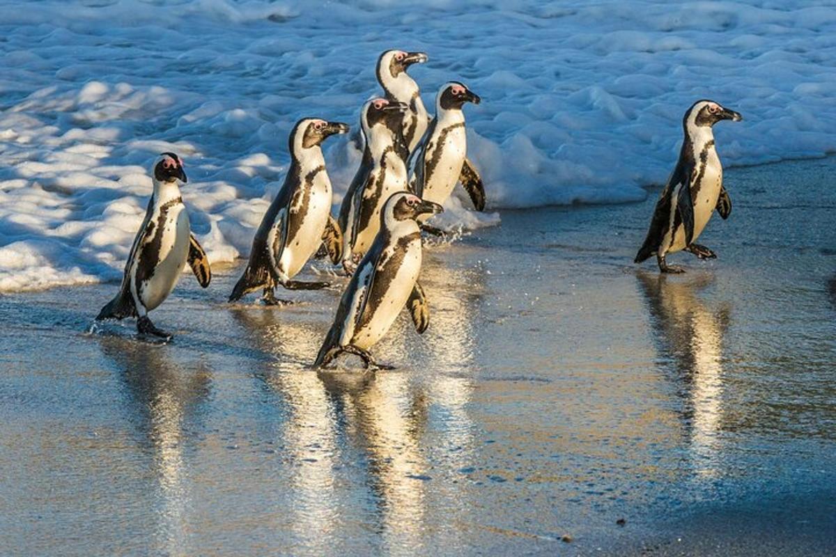 pingviinide grupp rannas jalutamas