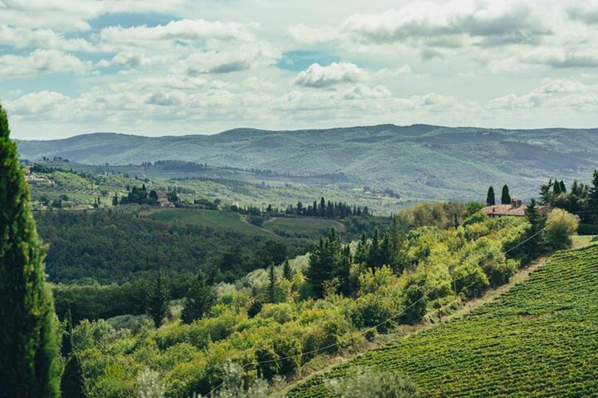 a view of a valley with trees and mountains