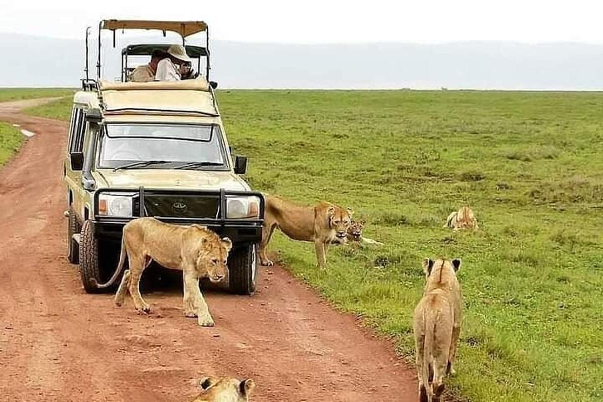 a group of lions standing on a dirt road next to a vehicle