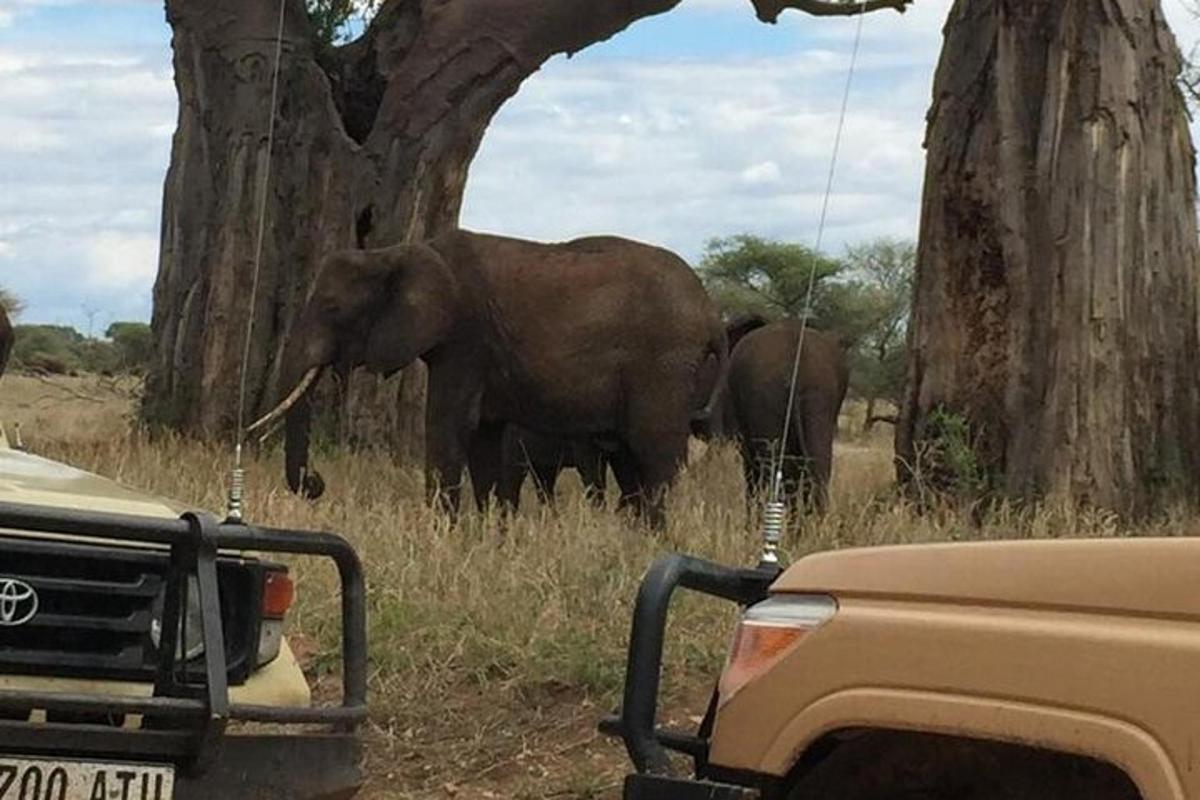 two elephants standing in the grass next to a truck