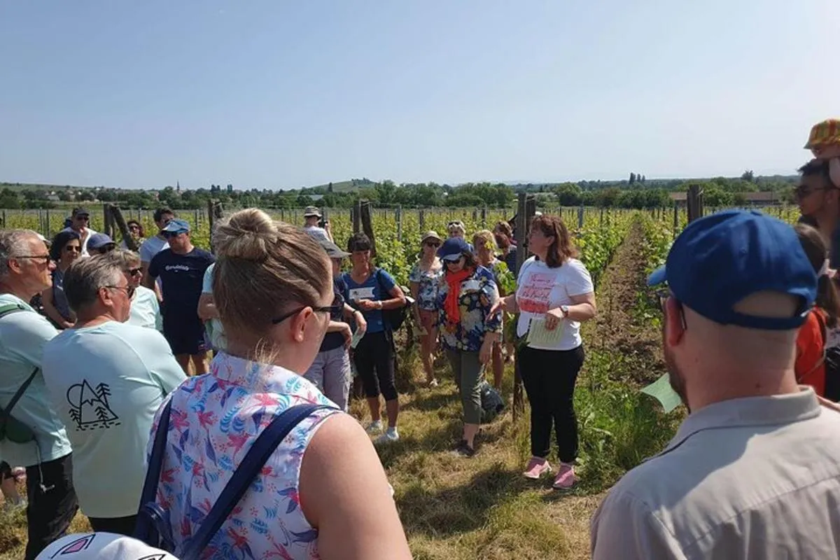 Colmar : découverte des vins biologiques avec visite et dégustation, 2 h – photo 1