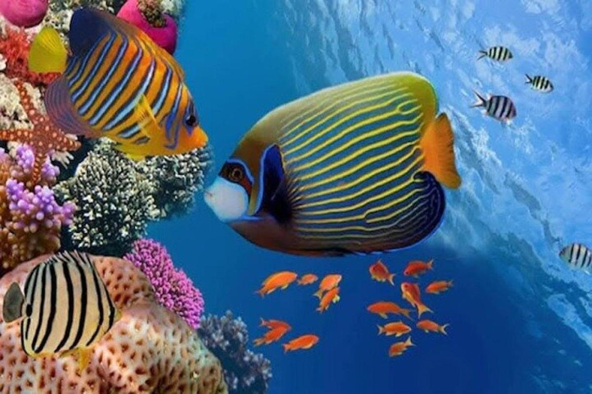 skupina ryb plavajících v oceánu