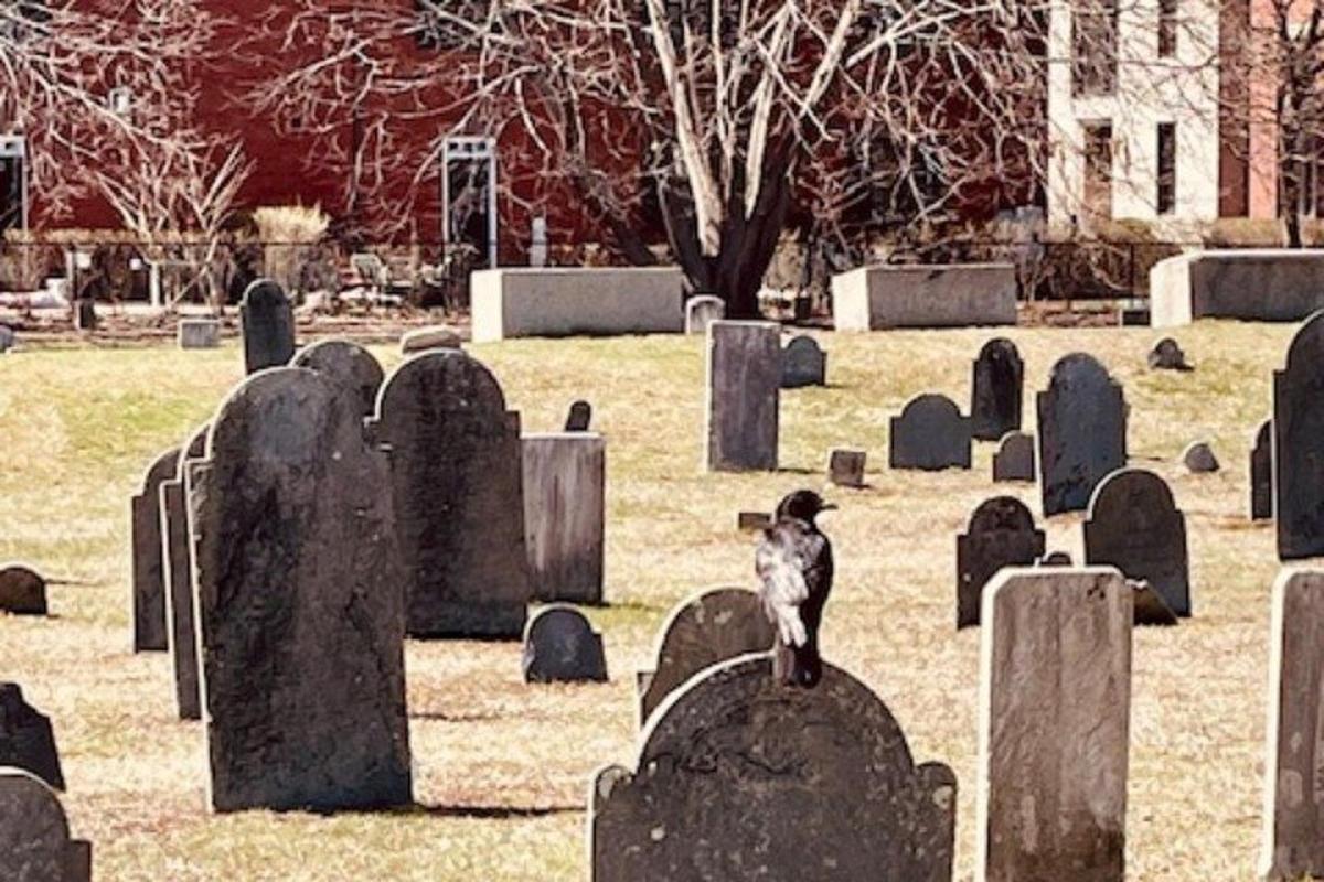 a cat is sitting on top of a cemetery