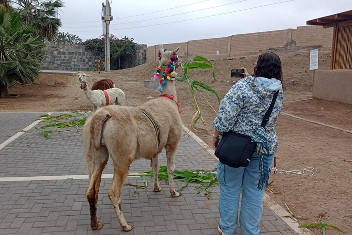 una donna che scatta una foto a due lama per strada