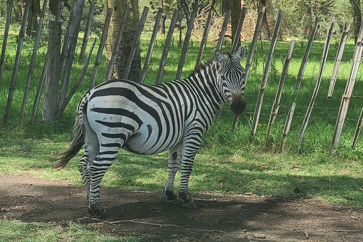 una zebra in piedi nell'erba accanto a una recinzione