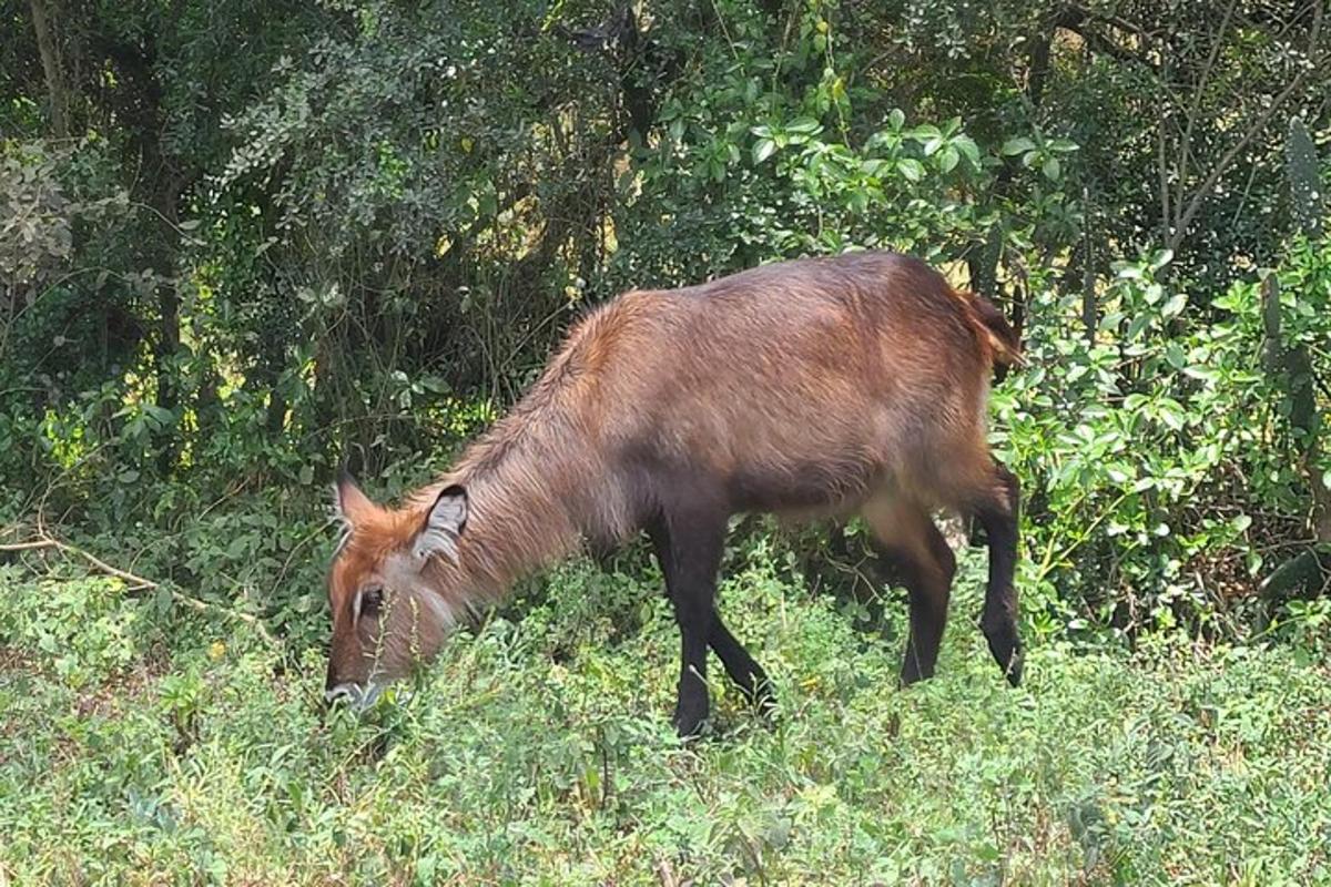 un animale marrone che mangia erba in un campo