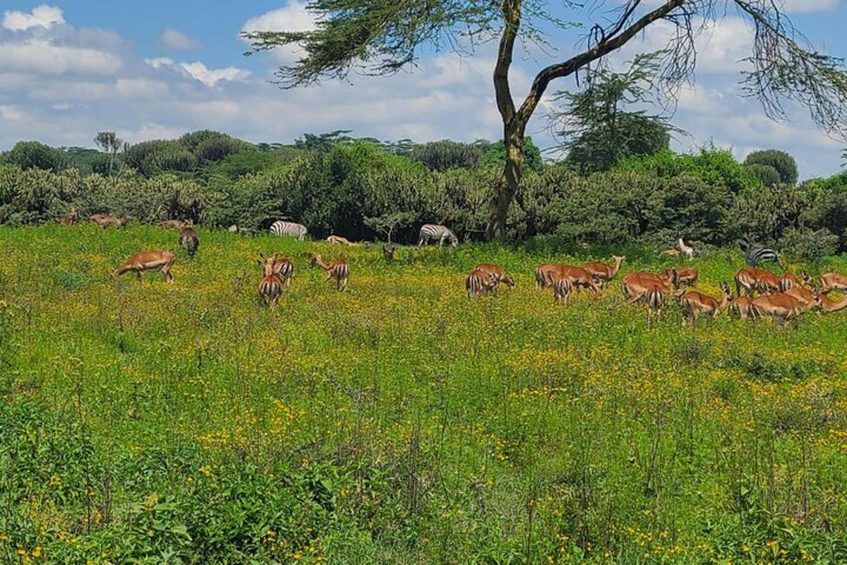 una mandria di animali al pascolo in un campo d'erba