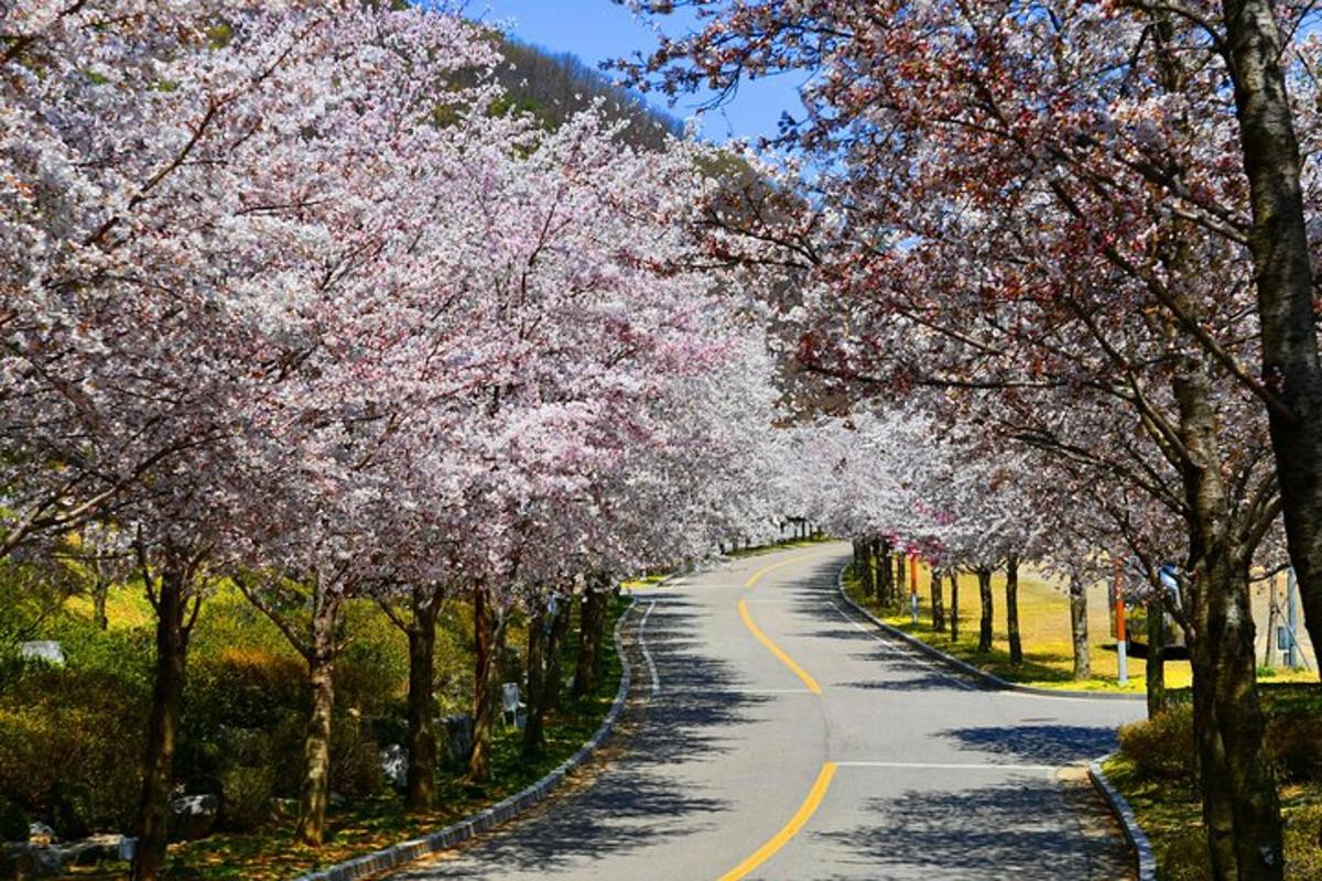 a road lined with trees with pink flowers