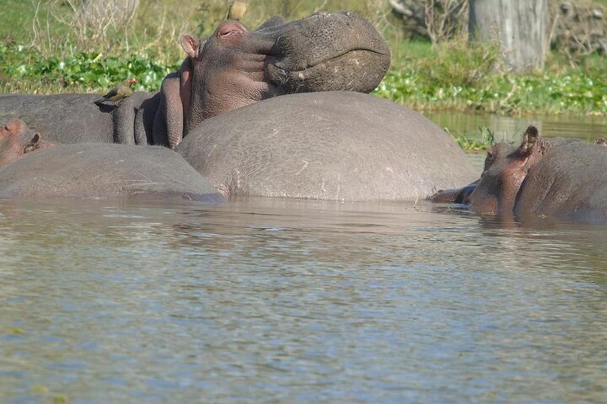a group of elephants playing in the water