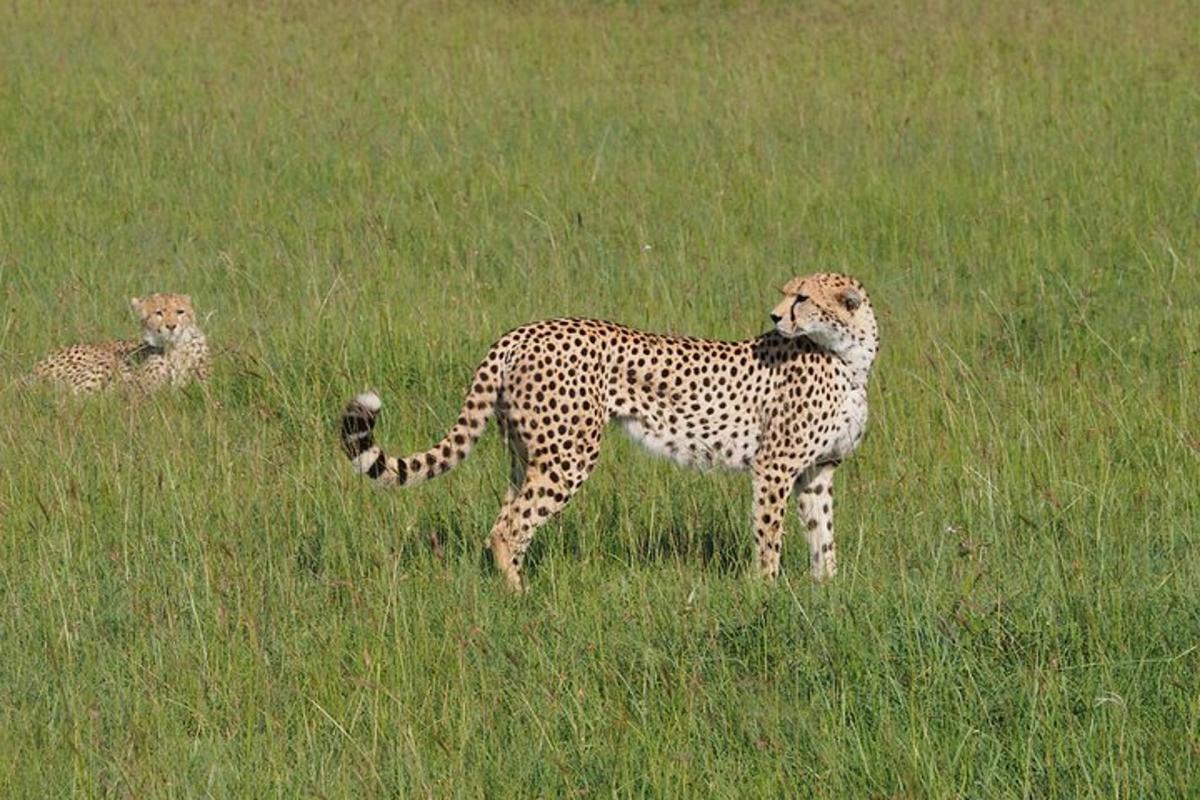 a cheetah standing in a field of tall grass