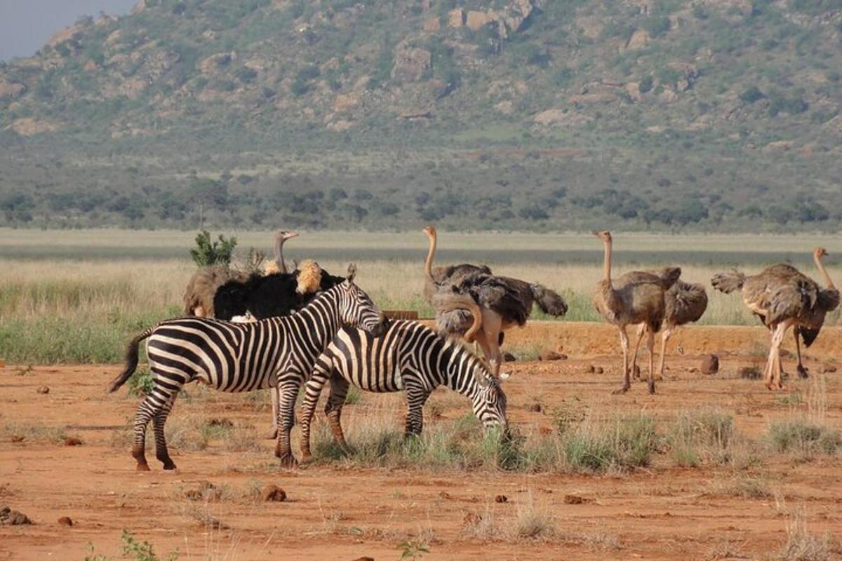 a group of ostriches and zebras in a field