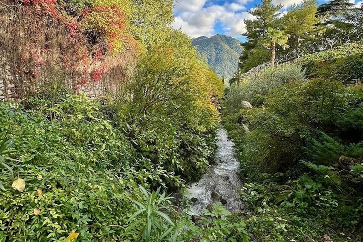 sungai di tengah-tengah hutan dengan pokok-pokok