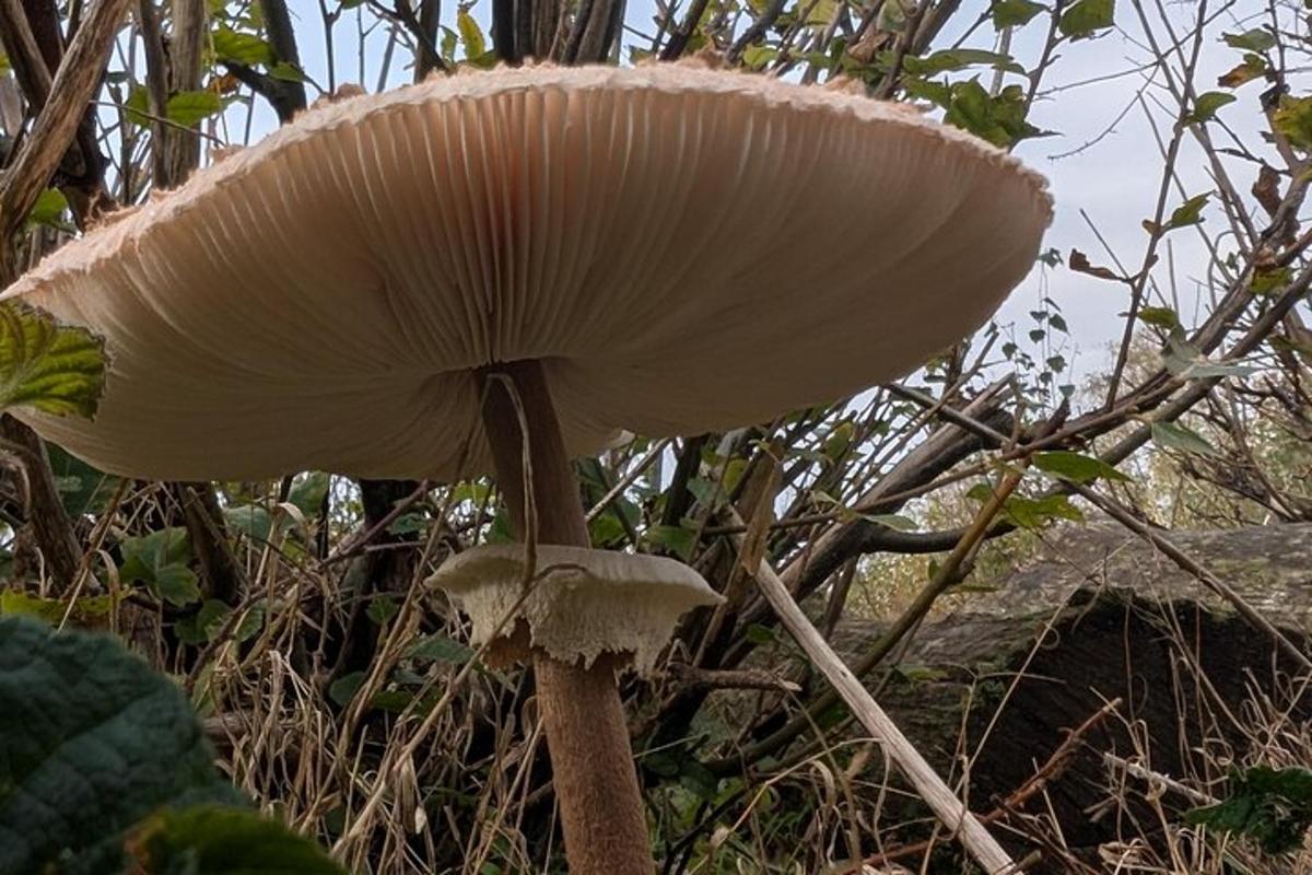 ein großer Pilz wächst im Gras