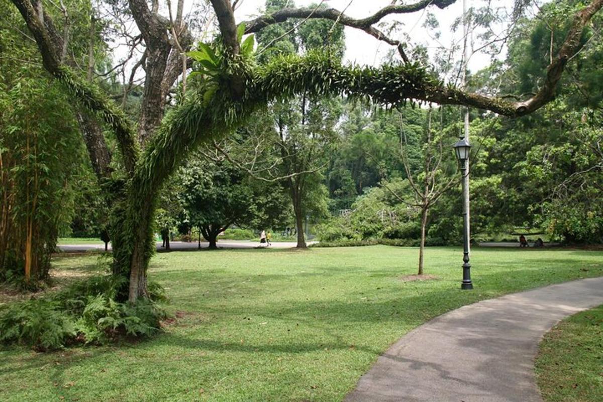 a lush green park with a tree and a street light