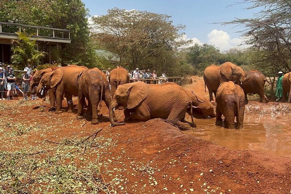 a herd of elephants standing in the water
