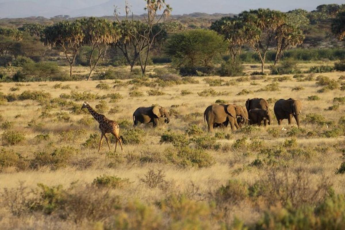una giraffa e una mandria di elefanti in un campo