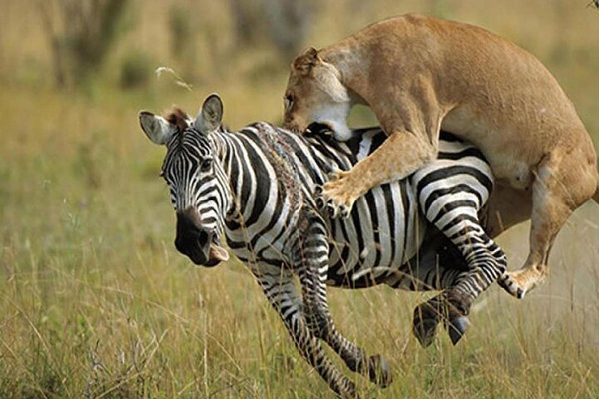 una iena che cavalca sul dorso di una zebra
