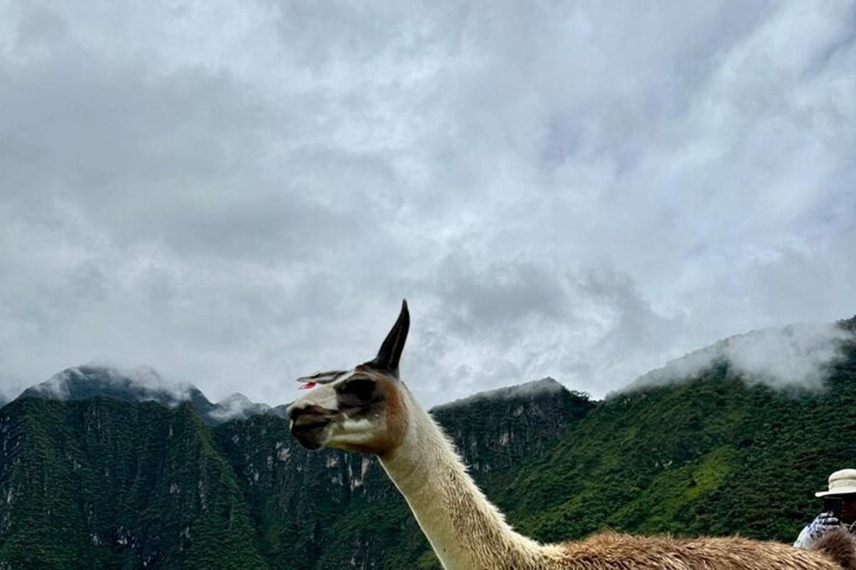lama stojící před horou