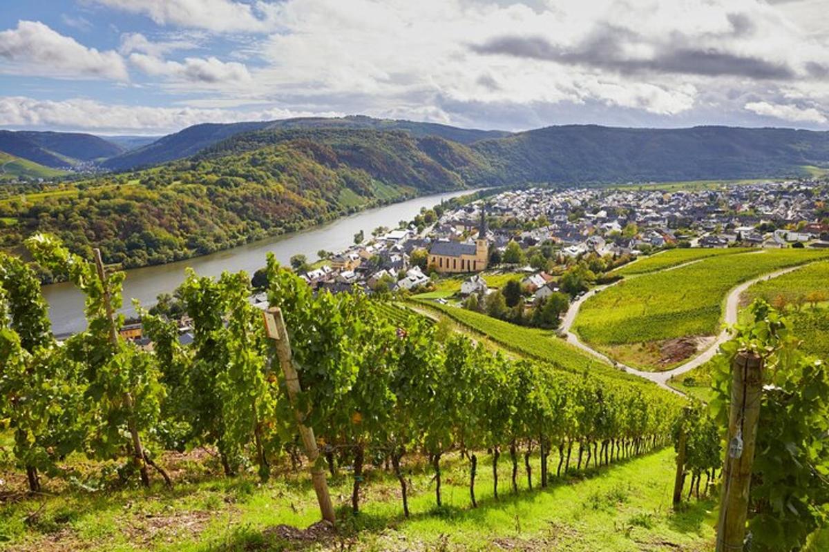 a vineyard with a town and a river in the background