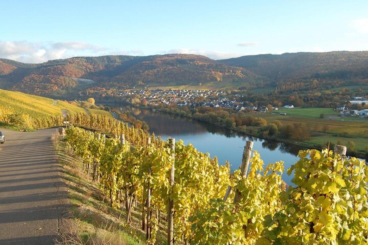 a river with a bunch of vines next to a town