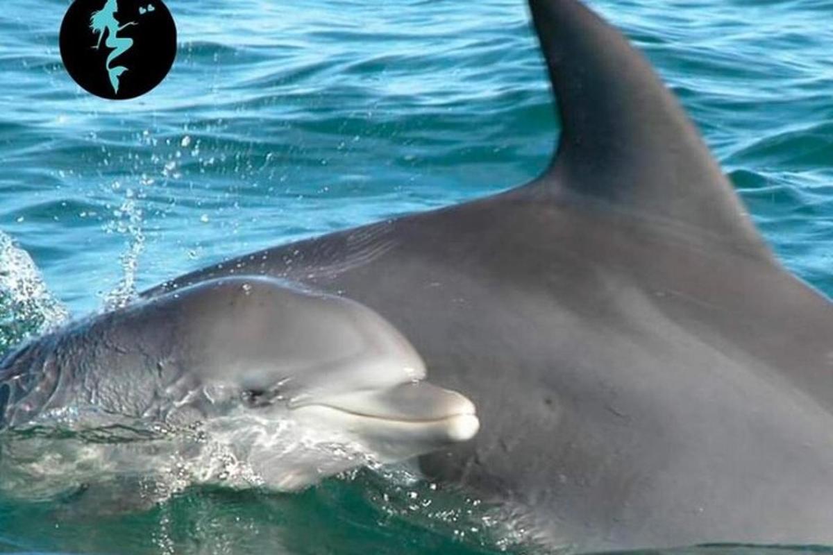 delfin plava v vodi z žogo