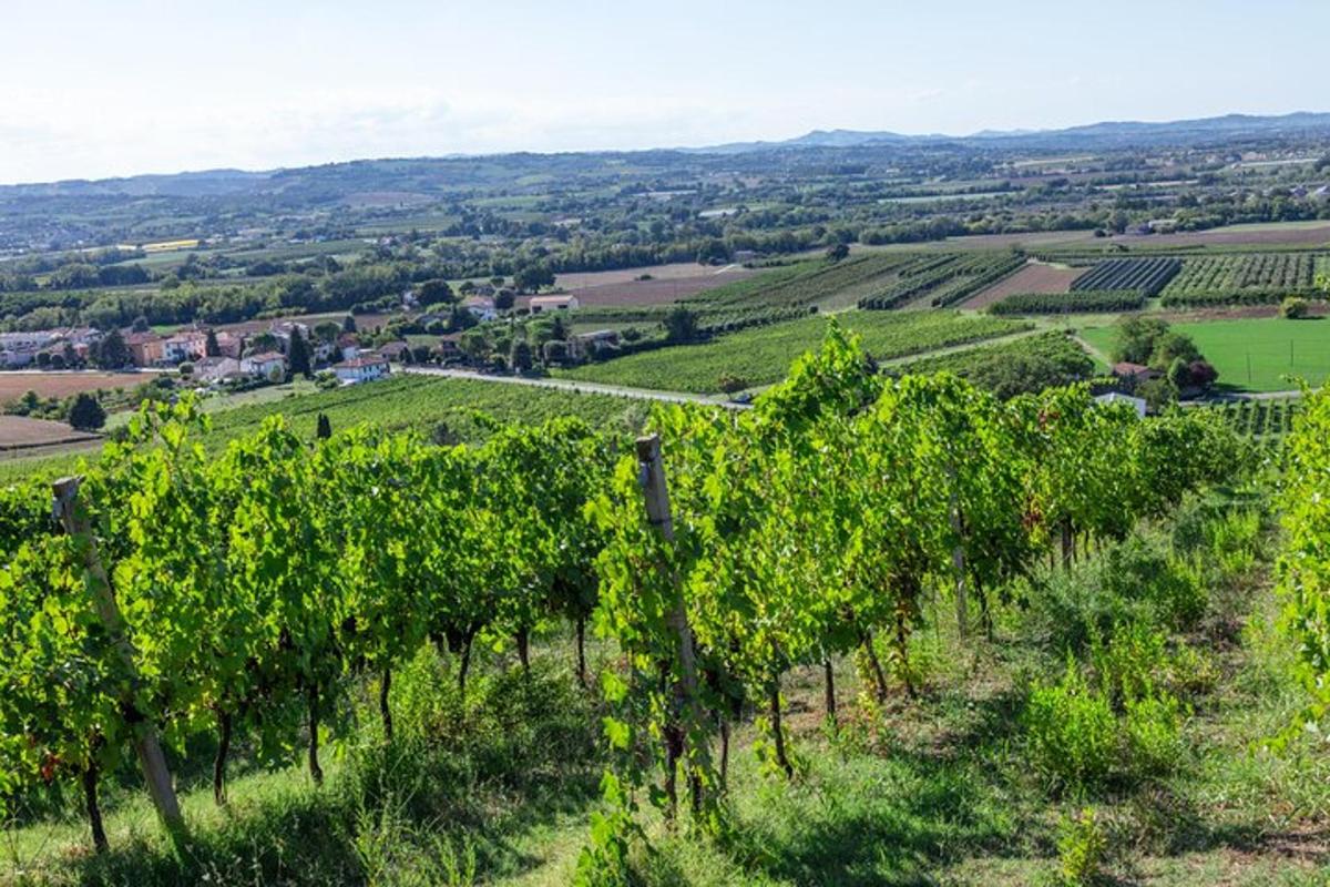 a view of a vineyard in the napa valley