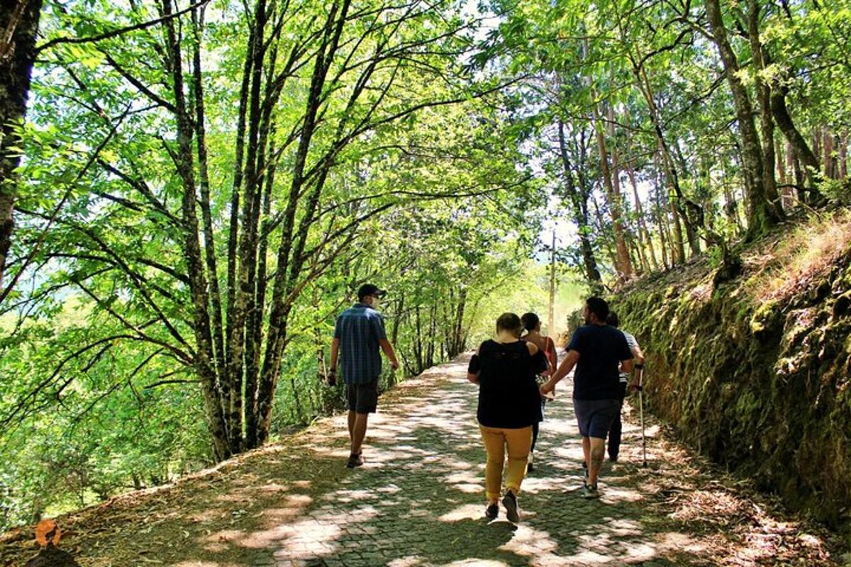 um grupo de pessoas caminhando por uma trilha em uma floresta