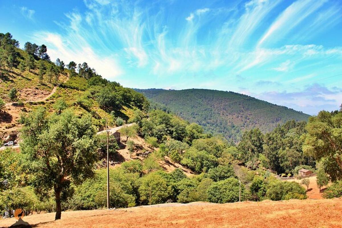 uma vista de uma colina com árvores e uma montanha